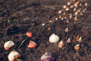 Fall bulbs planting. Tulip, narcissus, crocus, hyacinth bulbs ready to put in soil. Spring gardening