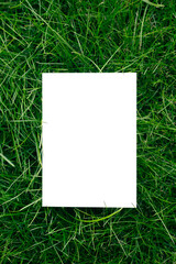 Top view of frame made of green garden grass and copy space on white background. Green leaves with paper card. Natural concept