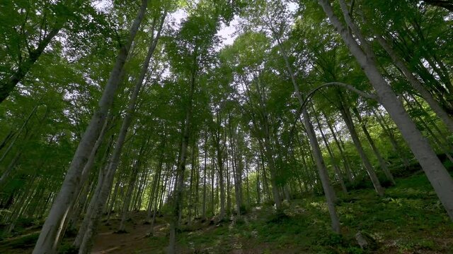 Foresta in 4k 