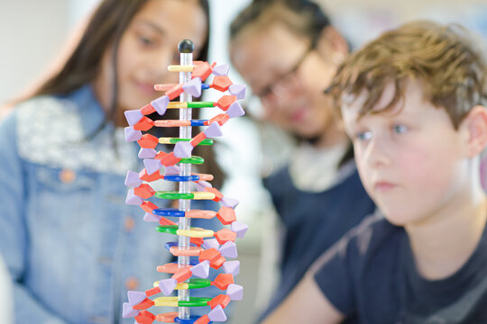 Students examining DNA model in classroom laboratory