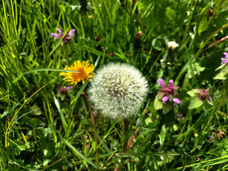 Dandelions