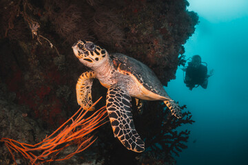 Underwater marine life, underwater photography. Turtle resting among coral with a diver observing in the background