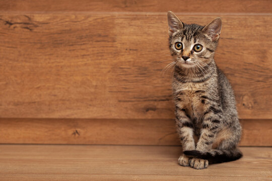 Young gray striped kitten on a wooden background