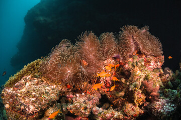 Colorful anemones and orange clown nemo fish in underwater environment