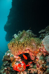 Colorful anemones and orange clown nemo fish in underwater environment