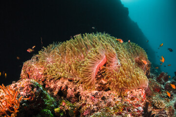 Fototapeta na wymiar Colorful anemones and orange clown nemo fish in underwater environment