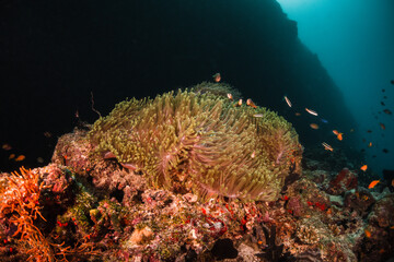 Colorful anemones and orange clown nemo fish in underwater environment