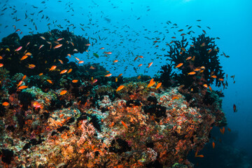 Colorful underwater scene, beautiful coral reef scene with tiny tropical fish swimming among the underwater marine environment