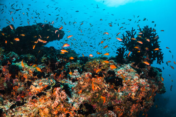 Naklejka na ściany i meble Colorful underwater scene, beautiful coral reef scene with tiny tropical fish swimming among the underwater marine environment