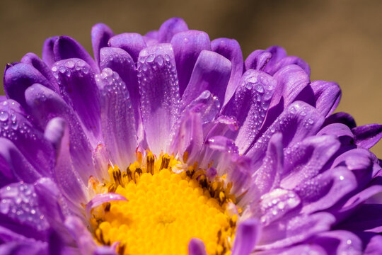 Beautiful macro astera flower with morning dew at autumn time