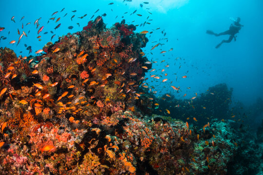 Scuba diving, underwater photography. Colorful underwater coral reef scene, divers swimming among colorful hard corals surrounded by tropical fish 