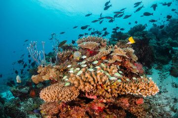 Colorful underwater scene, beautiful coral reef scene with tiny tropical fish swimming among the...