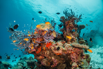 Naklejka na ściany i meble Colorful underwater scene, beautiful coral reef scene with tiny tropical fish swimming among the underwater marine environment