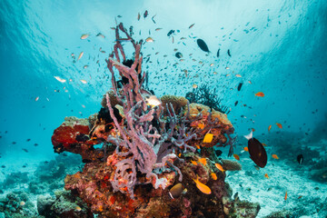 Colorful underwater scene, beautiful coral reef scene with tiny tropical fish swimming among the...