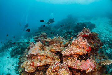 Fototapeta na wymiar Scuba diving, underwater photography. Colorful underwater coral reef scene, divers swimming among colorful hard corals surrounded by tropical fish 