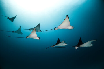 Eagle rays swimming together in clear blue ocean, crystal clear water