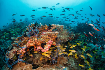 Fototapeta na wymiar Colorful underwater scene, beautiful coral reef scene with tiny tropical fish swimming among the underwater marine environment