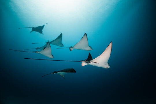 Eagle rays swimming together in clear blue ocean, crystal clear water