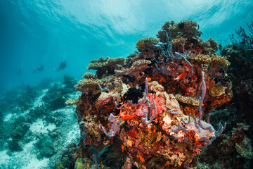 Naklejka na ściany i meble Scuba diving, underwater photography. Colorful underwater coral reef scene, divers swimming among colorful hard corals surrounded by tropical fish 