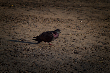 Pigeons walk along the river bank