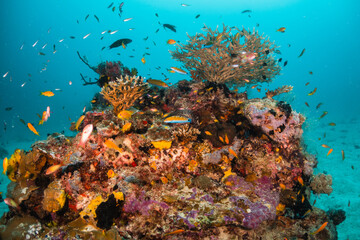 Plakat Colorful underwater scene, beautiful coral reef scene with tiny tropical fish swimming among the underwater marine environment