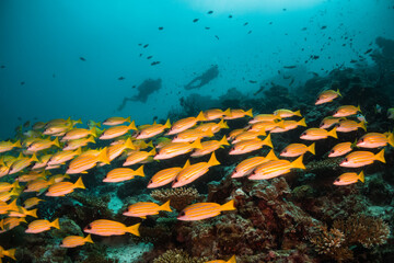 Fototapeta na wymiar Scuba diving, colorful underwater scene, divers enjoy observing coral and fish life underwater. Beautiful marine life, tropical ocean scene.