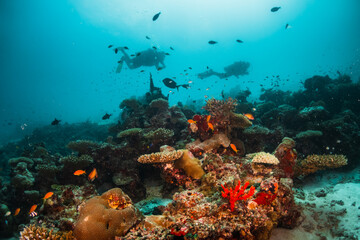 Scuba diving, colorful underwater scene, divers enjoy observing coral and fish life underwater. Beautiful marine life, tropical ocean scene.