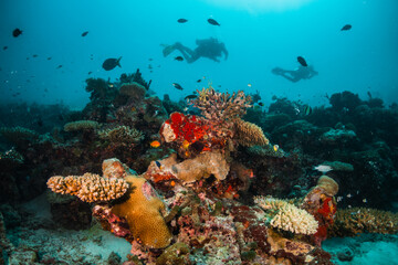 Naklejka na ściany i meble Scuba diving, colorful underwater scene, divers enjoy observing coral and fish life underwater. Beautiful marine life, tropical ocean scene.