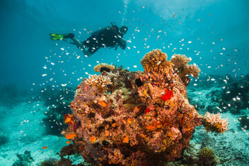 Scuba diving, colorful underwater scene, divers enjoy observing coral and fish life underwater. Beautiful marine life, tropical ocean scene.
