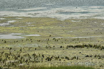 Fototapeta premium Landscape of the Wadden Sea