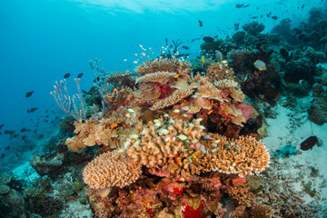 Fototapeta na wymiar Colorful underwater reef scene, schools of tropical fish swimming among coral reefs in tropical blue ocean