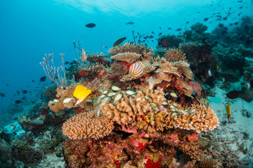 Naklejka na ściany i meble Colorful underwater reef scene, schools of tropical fish swimming among coral reefs in tropical blue ocean