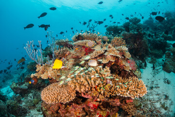 Colorful underwater reef scene, schools of tropical fish swimming among coral reefs in tropical blue ocean
