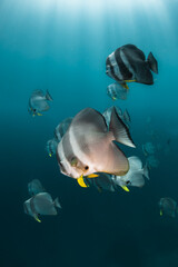 Schooling fish in deep blue ocean. School of barracuda swimming in blue ocean among coral reef