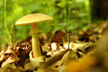 Forest mushroom on a summer day.