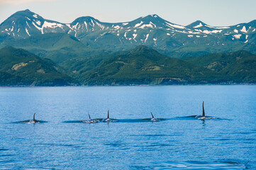 知床連山とシャチの群れ(Killer Whale)