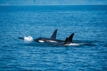 北海道羅臼沖のシャチ(killer whale)