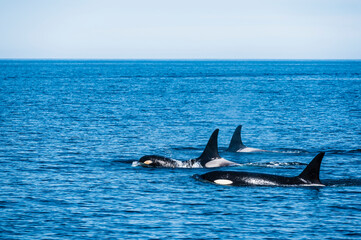 北海道羅臼沖のシャチの群れ(Killer Whale)