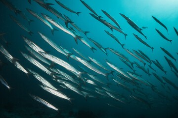 Schooling fish in deep blue ocean. School of barracuda swimming in blue ocean , plain blue...