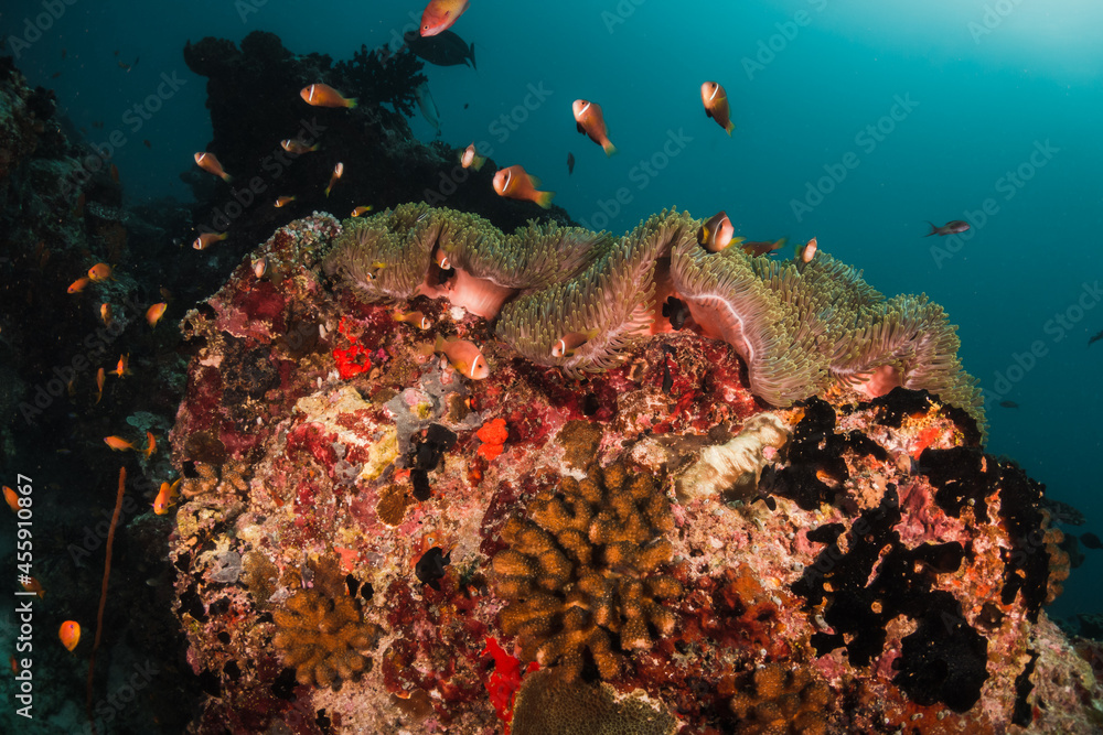 Wall mural colorful underwater reef scene, schools of tropical fish swimming among coral reefs in tropical blue