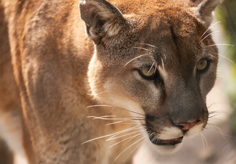 Florida Panther Staring at Prey