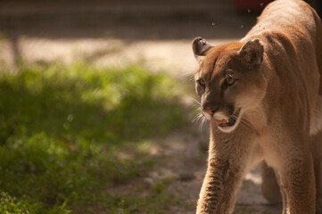 Florida Panther Staring at Prey