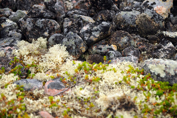 karelia, nature, rock, stone, texture, moss, sea, tree, water, lichen, plant, closeup, pattern, wall, macro, beach, detail, close-up, rocks, shore, surface, color, summer, grass, coast