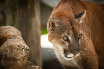 Florida Panther Staring at Prey