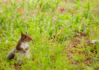 Eastern Grey Squirrel (Sciurus carolinensis) Scavenging in the Grass