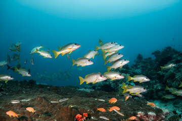 Schooling fish in deep blue ocean. School of snappers swimming in blue ocean among coral reef
