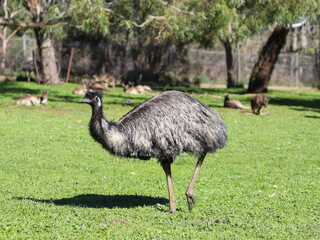 The Australia largest bird, Emu, is running on the grass, Cleland Wildlife Park, SA, Australia.
