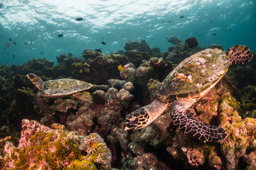 Turtle swimming among colorful coral reef in the wild