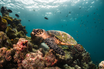 Turtle swimming among colorful coral reef in the wild