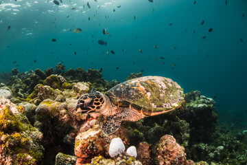 Naklejka premium Turtle swimming among colorful coral reef in the wild